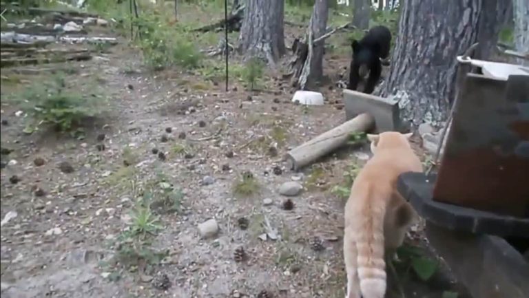Рыжий кот запугал медведя и дважды загнал его на дерево. Видео