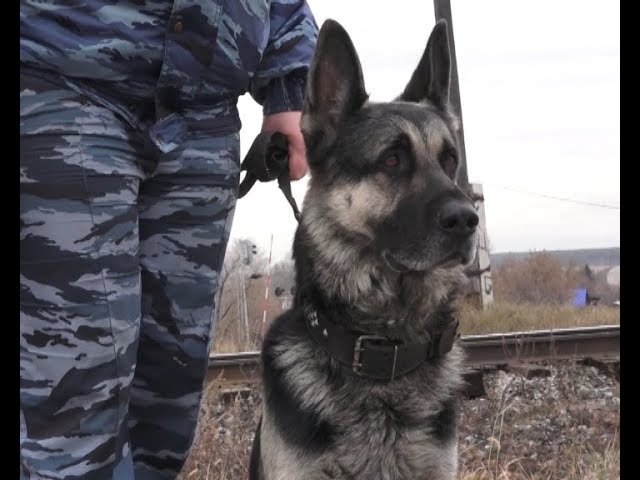 Омикс. Городские новости, 6 ноября 2018 г