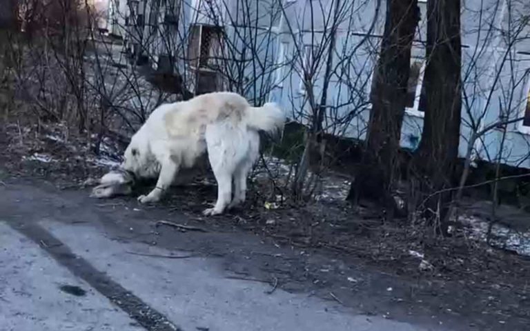 В Белове бродячий пёс загрыз собачку на глазах у ребенка