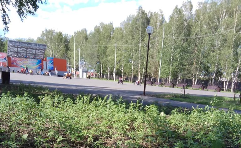 Запрещенное растение произрастает в парке «Центральный»