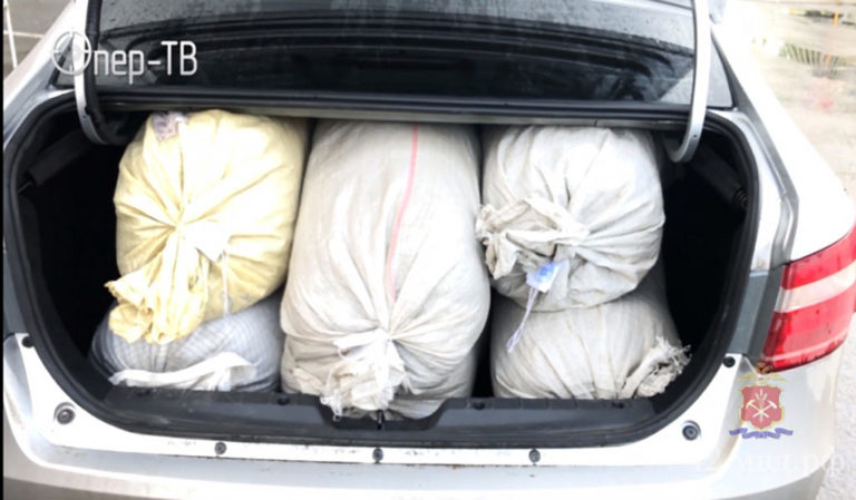 55 килограмм марихуаны заготовил запасливый беловчанин