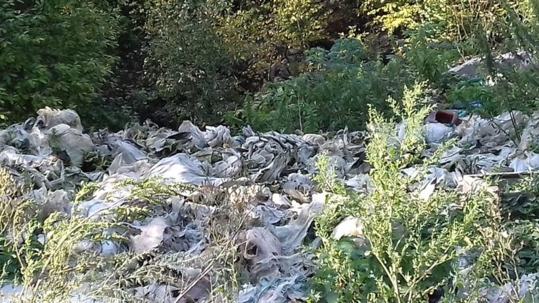 Стихийный скотомогильник обнаружен в Беловском районе