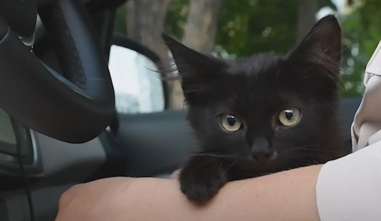 Котенок застрял в моторном отсеке автомобиля спасаясь от собак