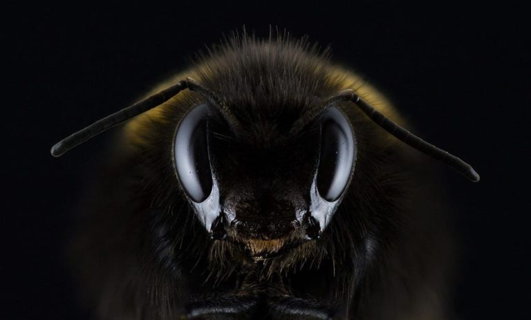 В Кузбассе на парня напали невидимые пчёлы