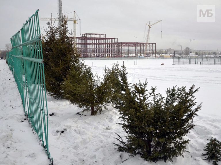 В Белове крадут ёлки из городских насаждений