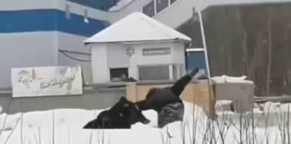 Медведь гонял прохожих на улице в Нижневартовске